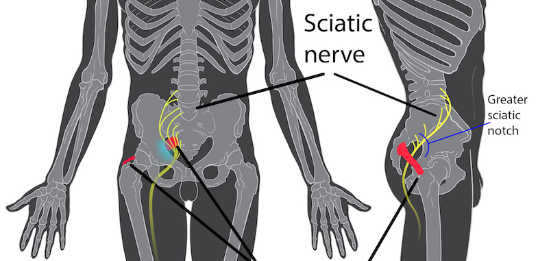 sciatic nerve