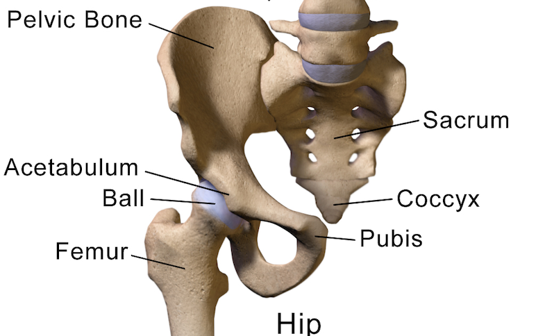 hip anatomy