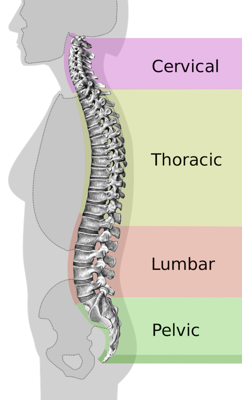 spinal anatomy