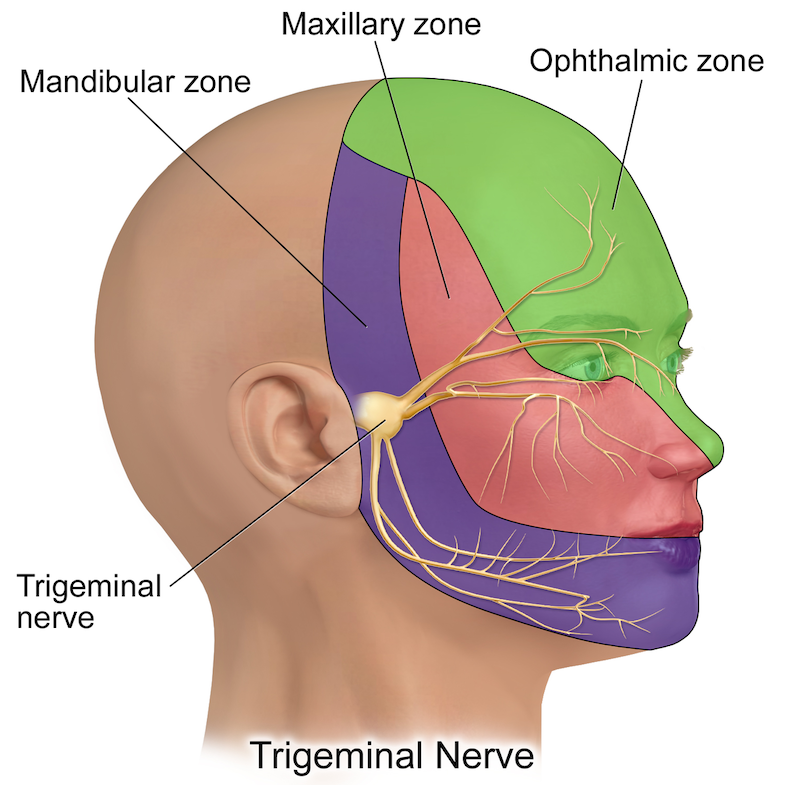 trigeminal nerve